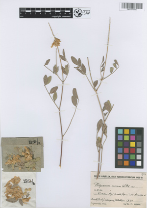 <i>Hedysarum varium</i> Willd.